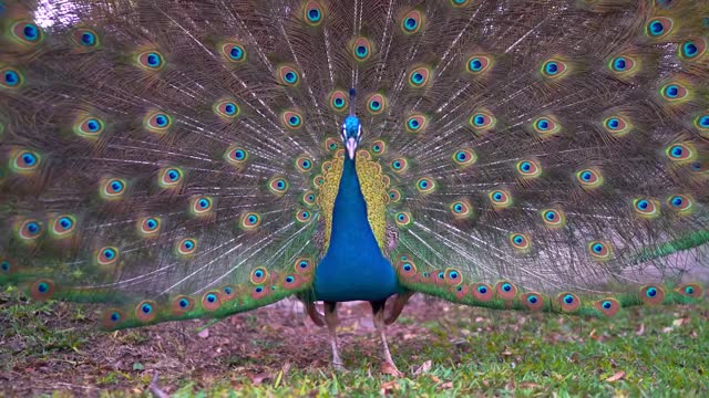 beauty peacock