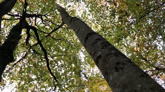 A tree in slow death creates beautiful life.