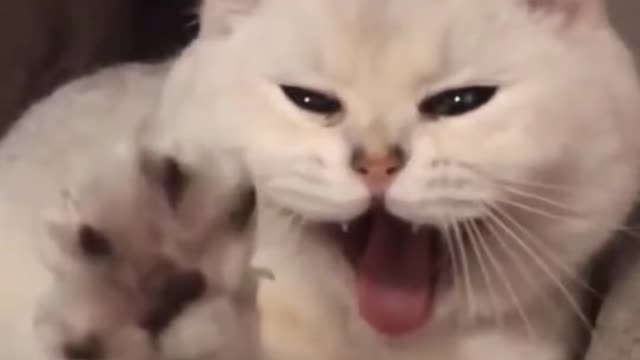 Funny animals #1
