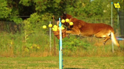 Great done jumping skill training [American bulldog]