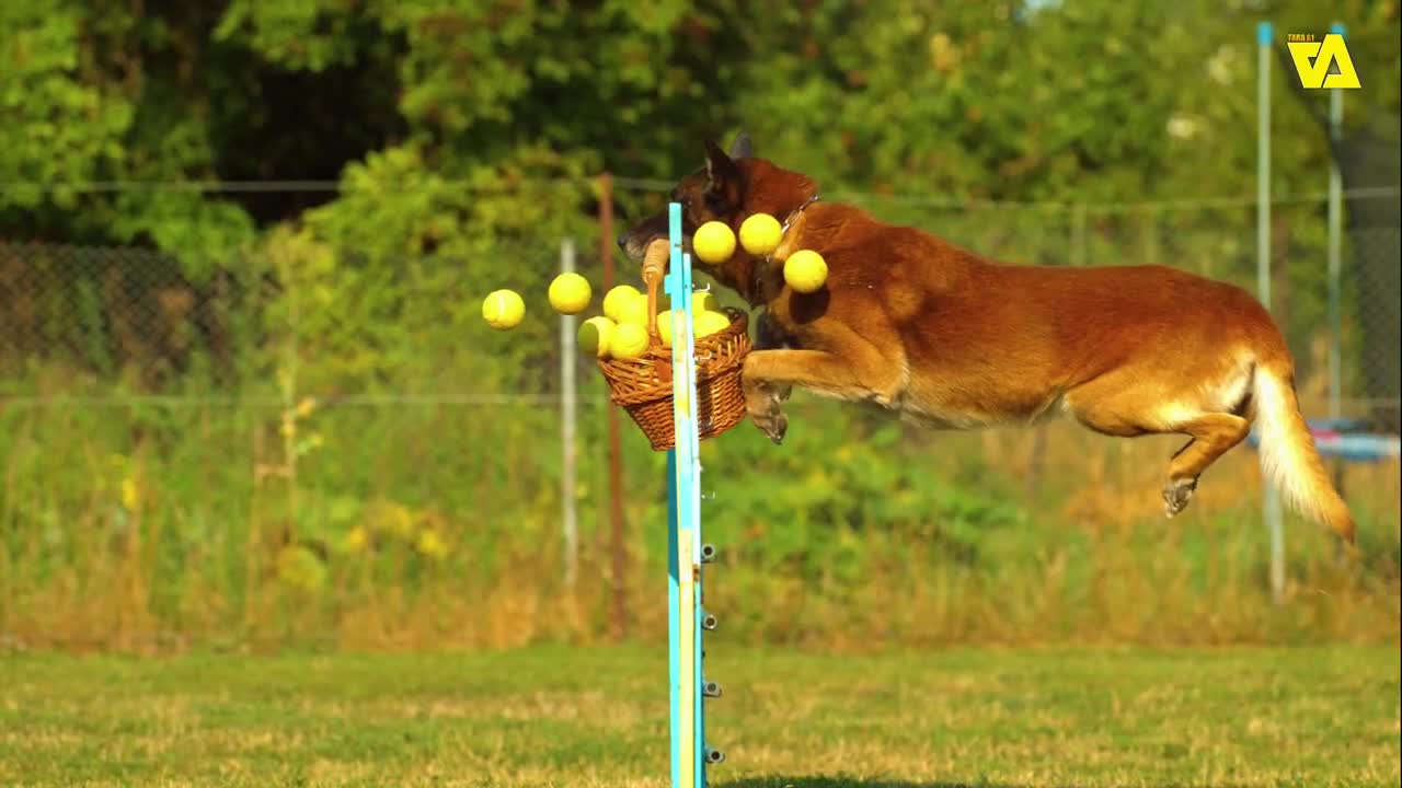 Great done jumping skill training [American bulldog]