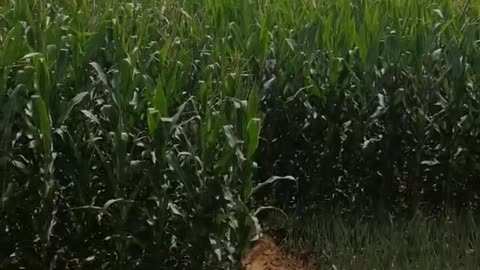 A green rice field under a clear sky