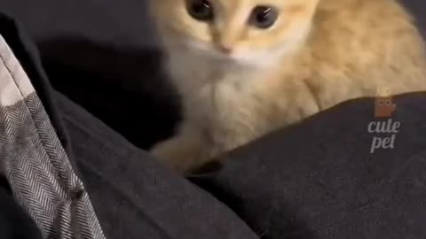 Funny cat video