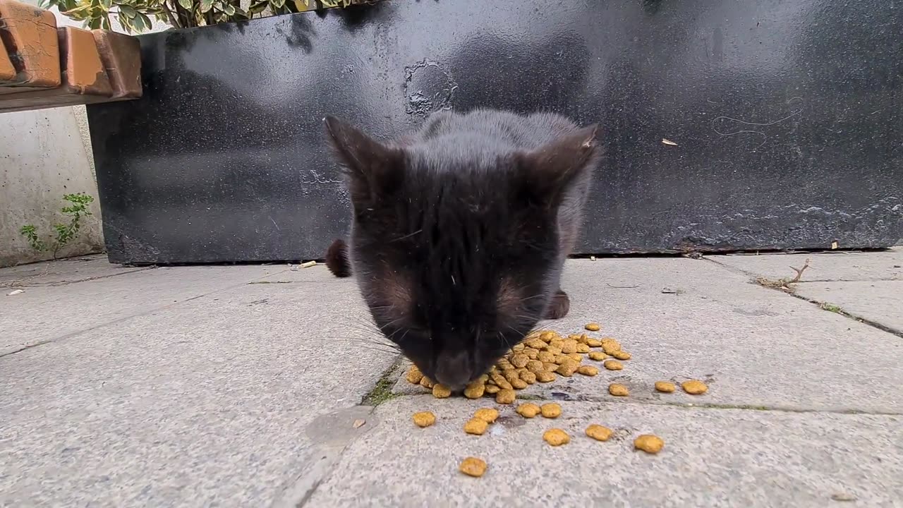 Very cute and friendly black cats