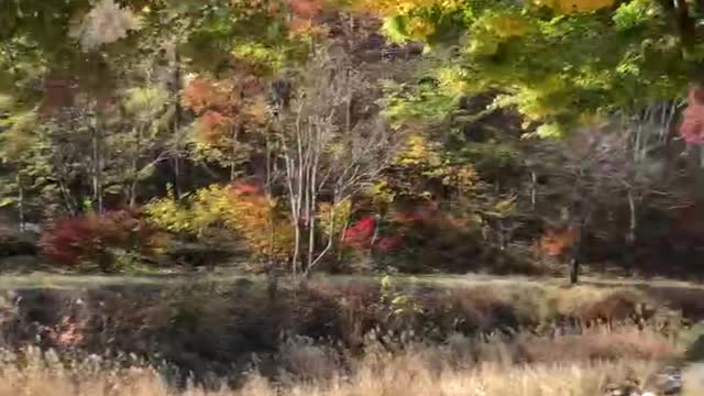 Maples in Kyungju