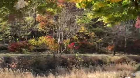 Maples in Kyungju