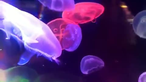 Jellyfish