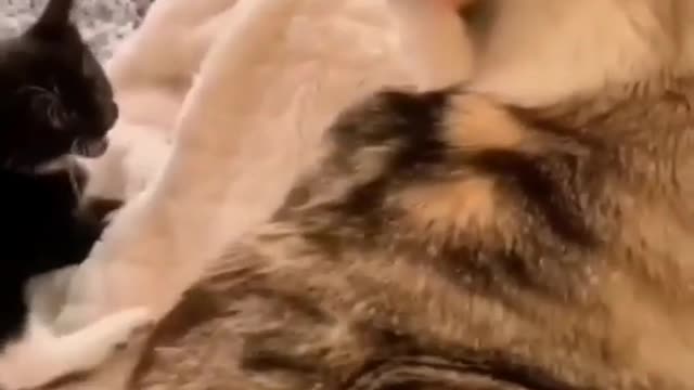 CAT FUNNY VIDEO | Entertainment Video | EV | No.