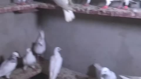 My pigeons