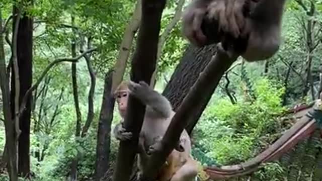 Cute Monkey China & Funny Love monkey| Animals Love