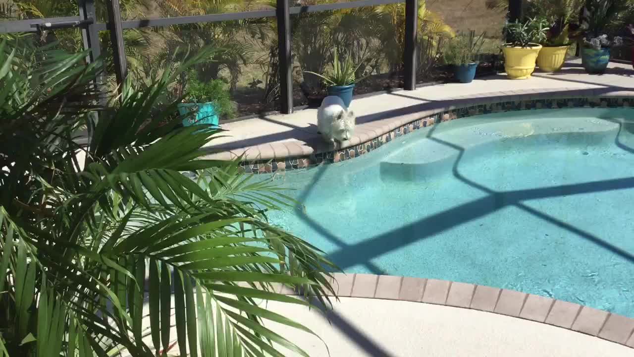 Adorable Westie Almost Chickens Out