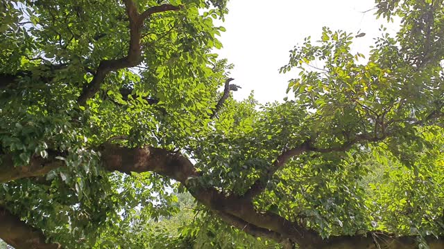 The sound of cicadas and the sound of the valley water