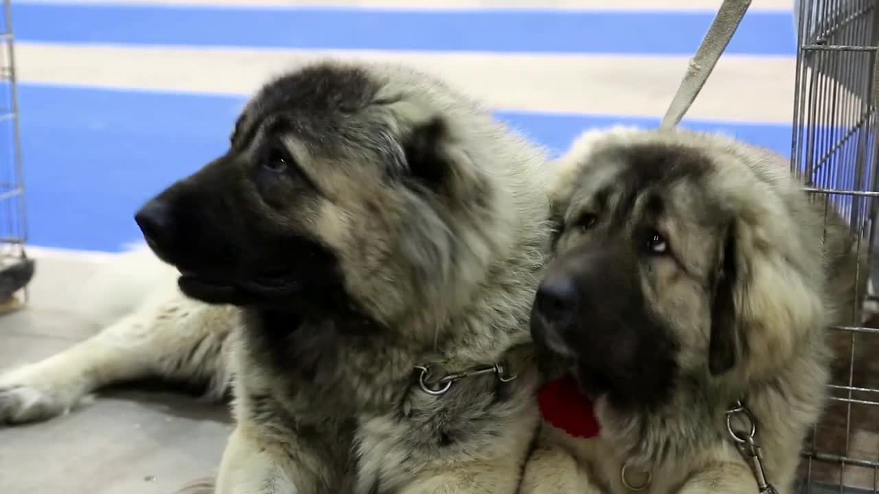 Couple of caucasian shepherd dogs