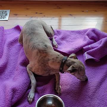 Dog finds the last bits of her dinner