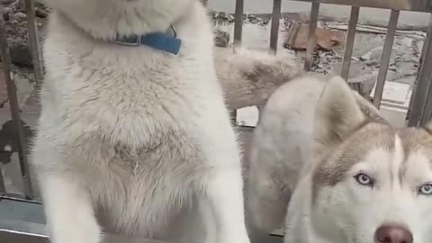 husky sing