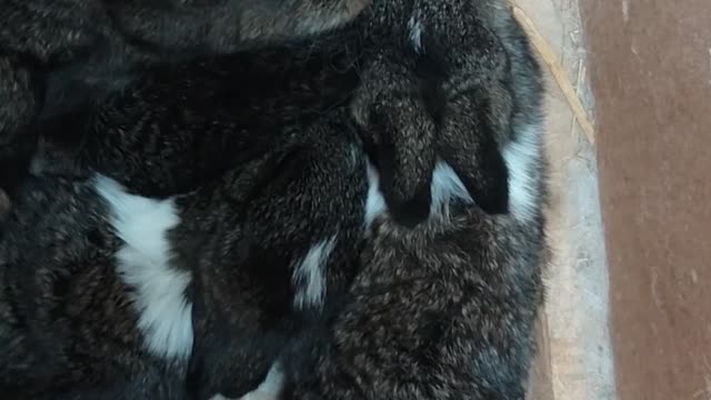 Rabbit bunnys