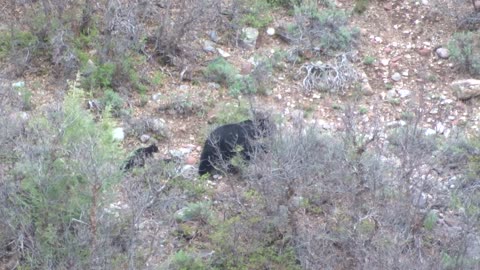 Black Bear and Cubs Spotted in Colorado