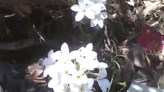 Lindas flores plumerias brancas crescem em meio ao lixo e destroços [Nature & Animals]