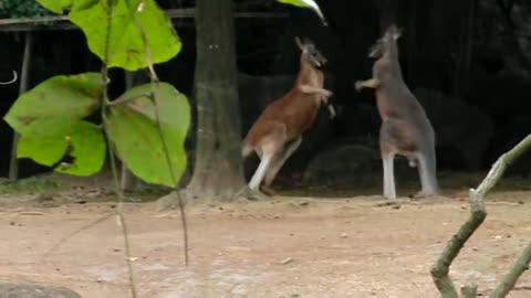 Kangaroos Fight!! Bihend scene on camera: