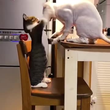 FUNNY ANIMALS VIDEOS TRY NOT TO LAUGH 🤣 | FUNNY CATS