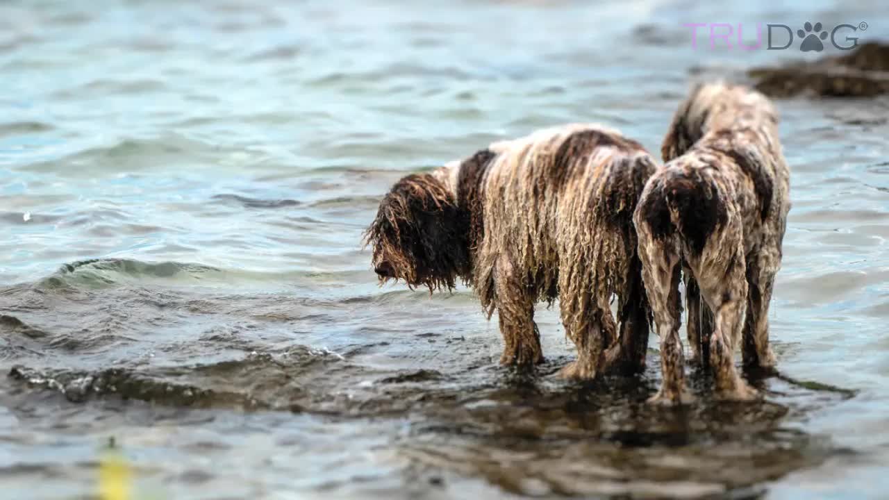 Why Do Dogs Take Forever To Pick A Spot To Poop?