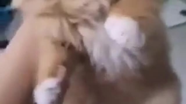 Gatinho brincalhão
