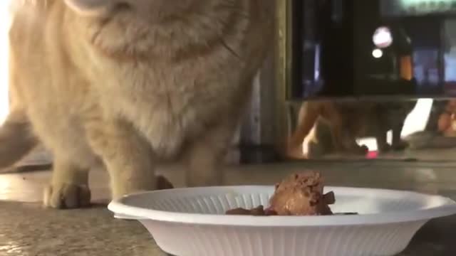 korea kitty eat some foods