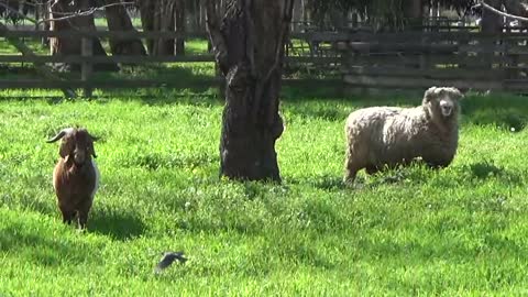 Fremont, CA — Ardenwood Historic Farm #2