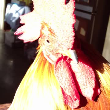 Handsome crowing rooster