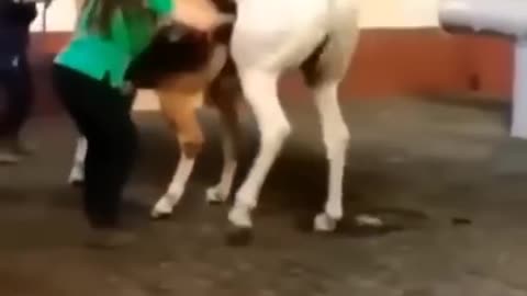 Horse
