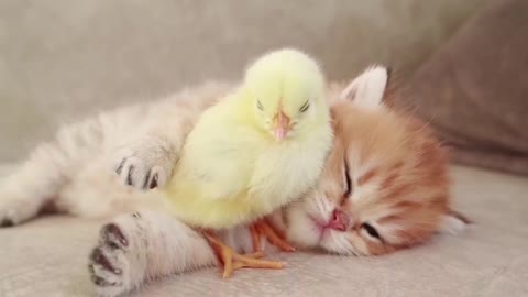Cats.So.cute🐈🐤