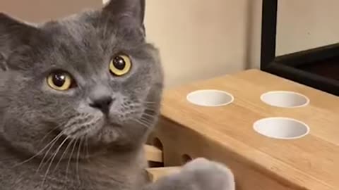 the cutest animals