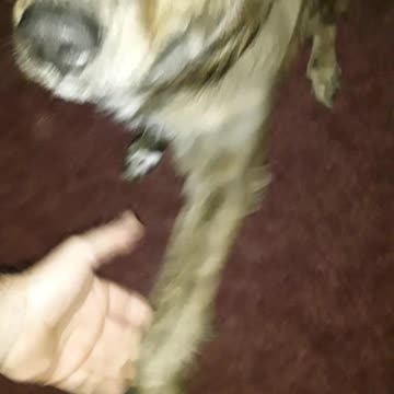 Miniature Anatolian Shephard "Ruger"