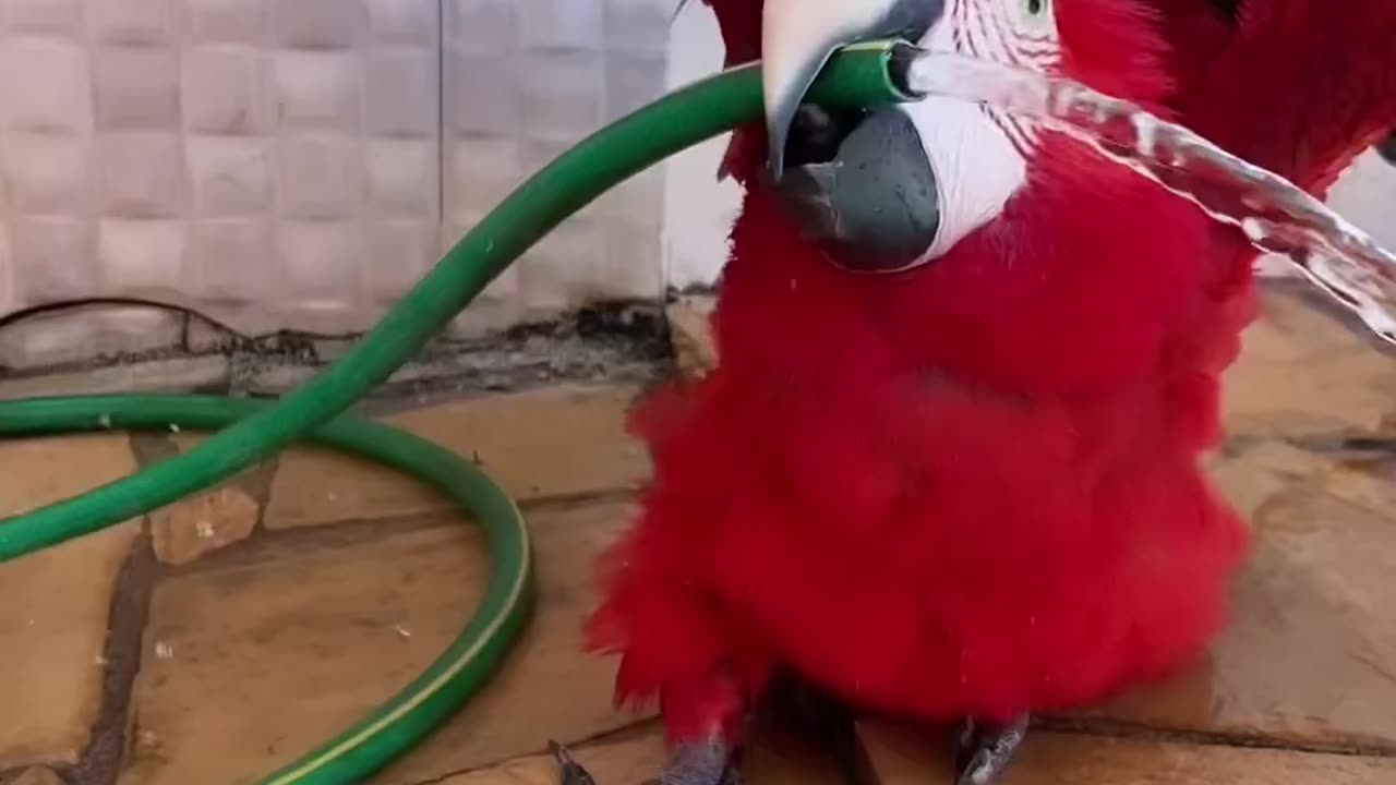 Viral Video : Bathing Parrot