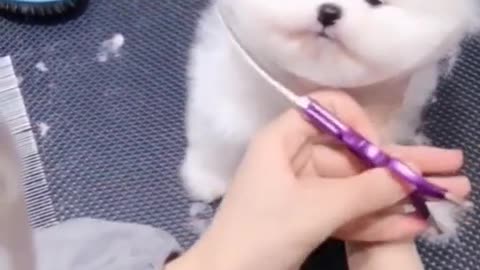 cute puppy