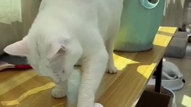 I scamed my cat funny moment 🤣🤣😂|| funny video 😂🤣