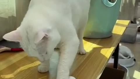 I scamed my cat funny moment 🤣🤣😂|| funny video 😂🤣