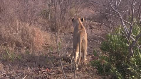 CUTEST: LIONESS and CUBS