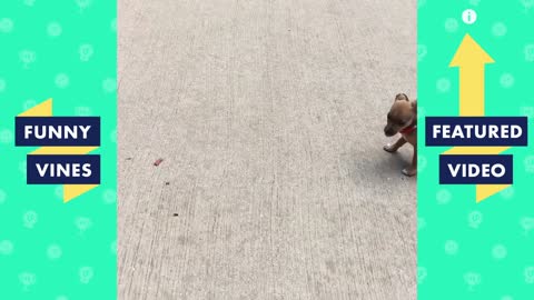 A cute pug working out in the treadmill