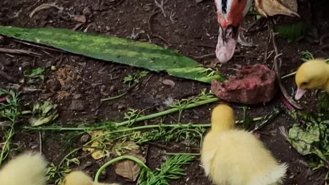 Patos reunidos em família