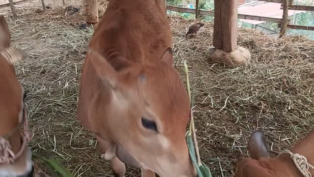 The cow was fed grass | daily life vlog