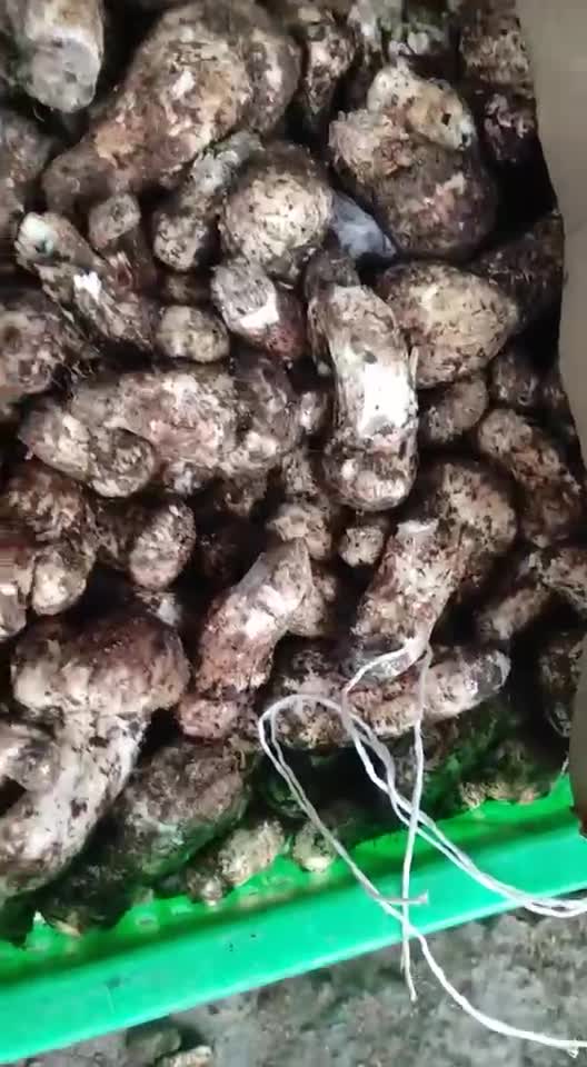 They sell natural pine mushrooms.