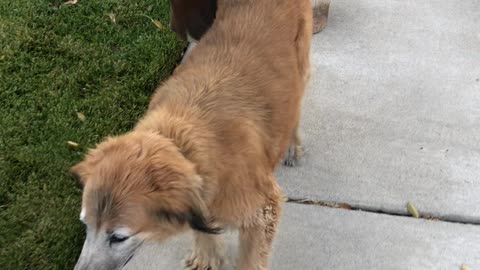 Wild Horses stalk dog