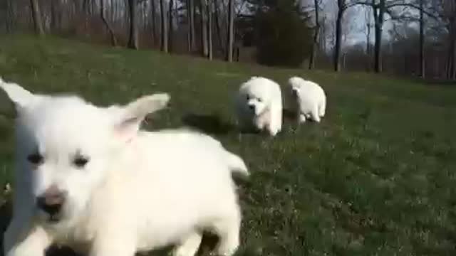 English Golden Retriever Puppies