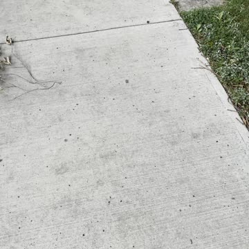 Historical home garden