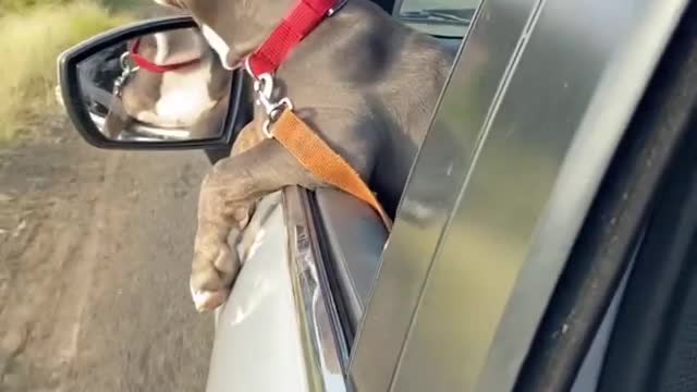 Pitbull enjoying his road trip with sunset view🔥