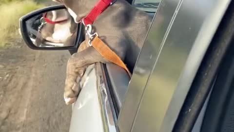 Pitbull enjoying his road trip with sunset view🔥