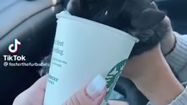 Starbucks should really sponser us