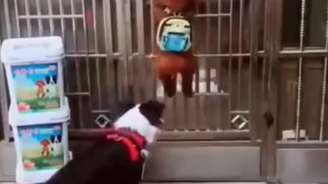 OMG The Smartest animals