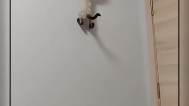 Spider Cat